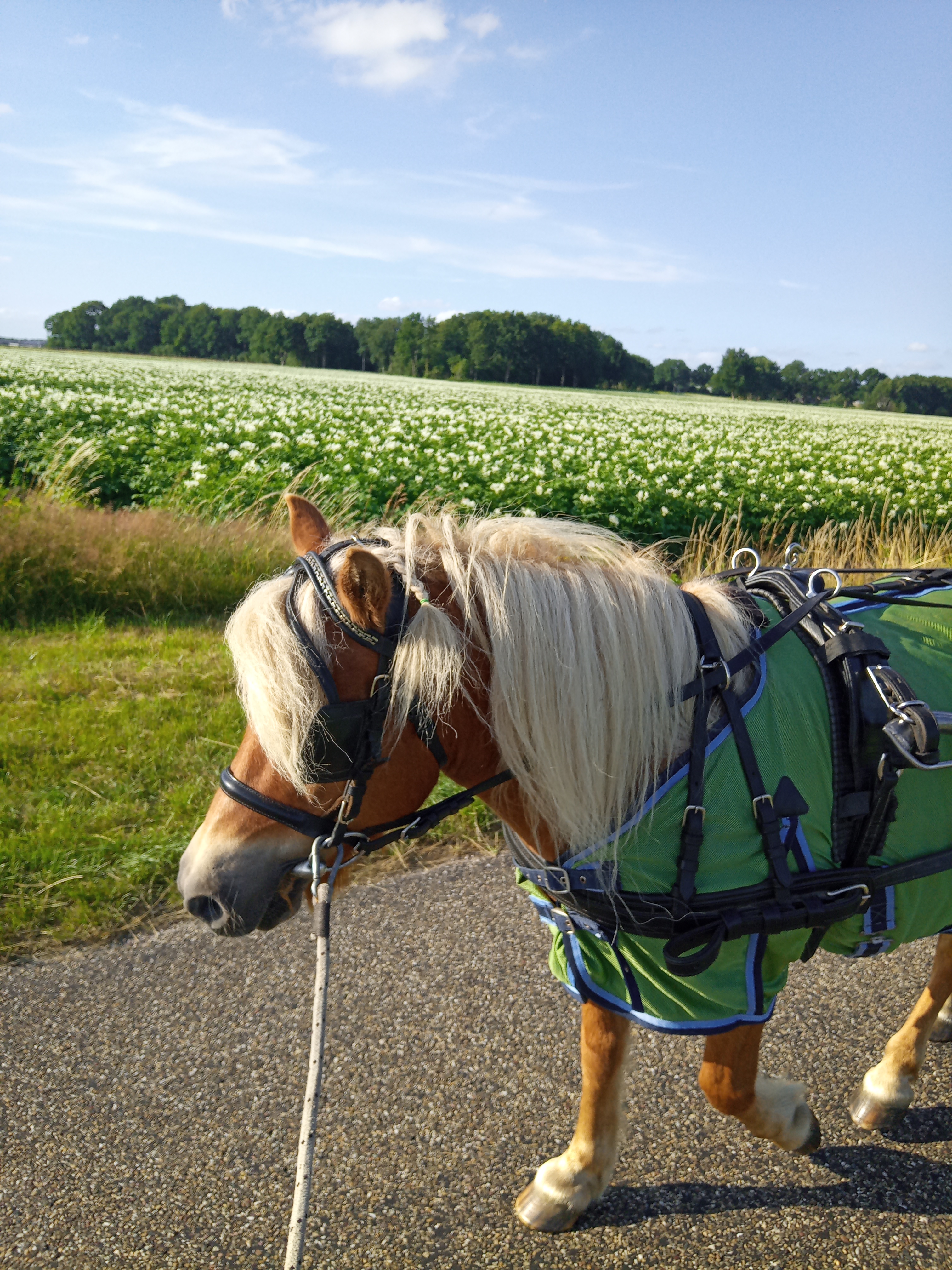 IMG 20220713 184003 2