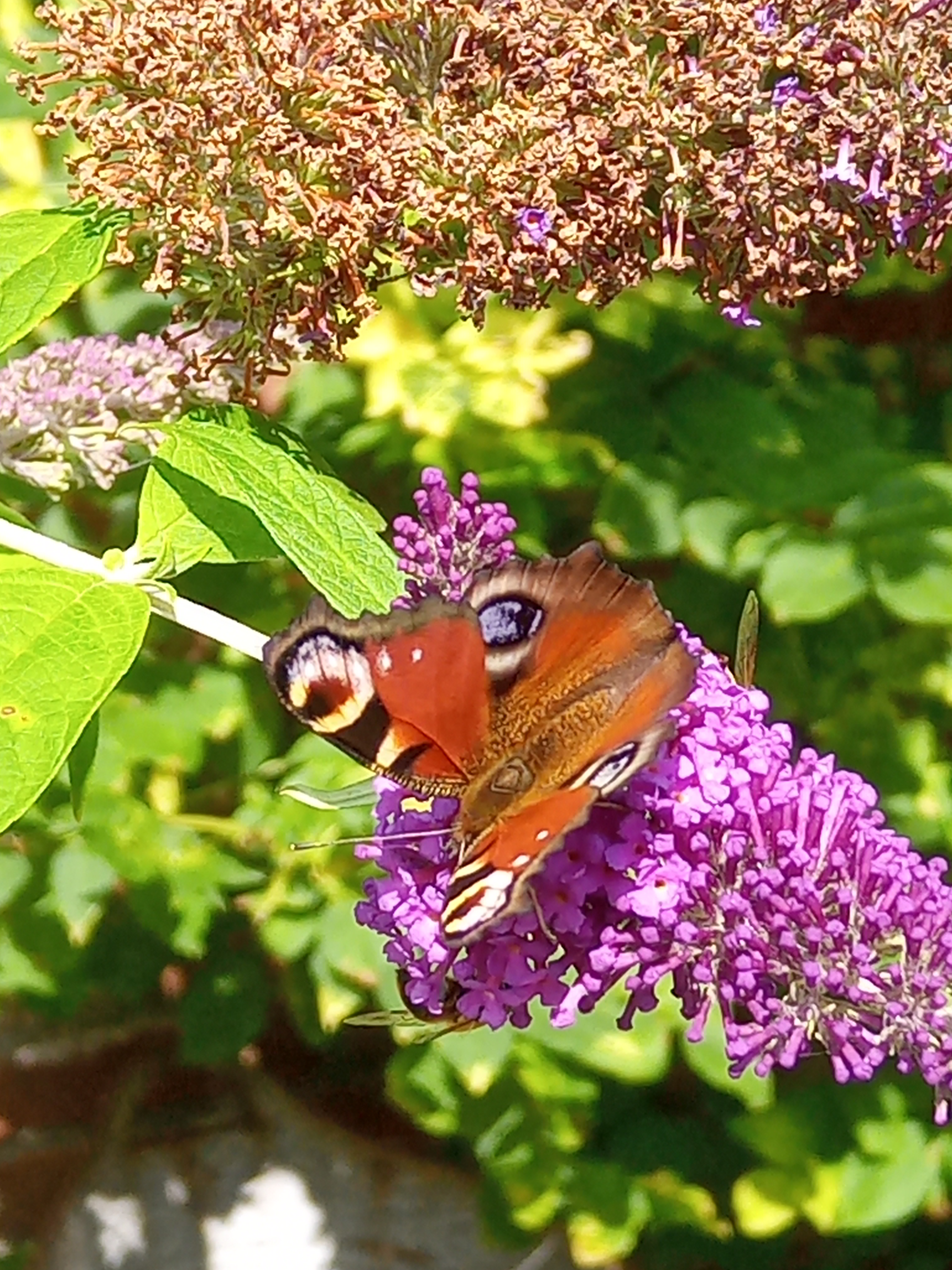 IMG 20250713 115729 0