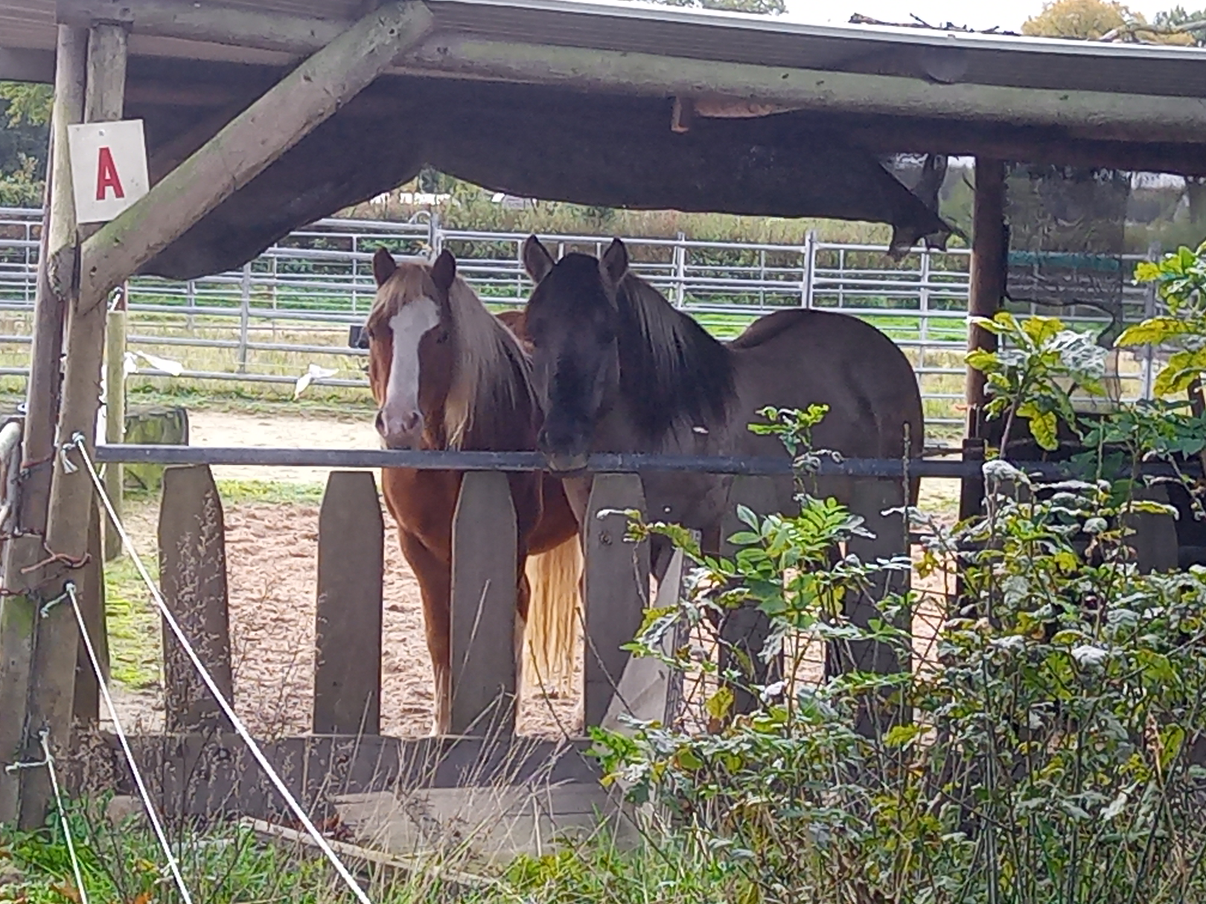 IMG 20251015 115041 6