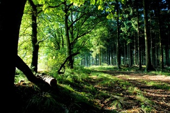 Herschaalde kopie van omgeving bos